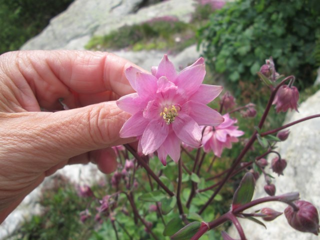 Aquilegia sp. (cultivar)